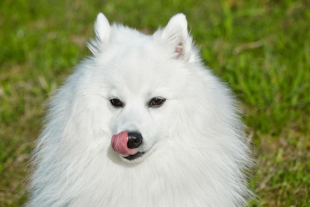 Rasowy biały szpic japoński liże jego język portret młodego figlarnego psa