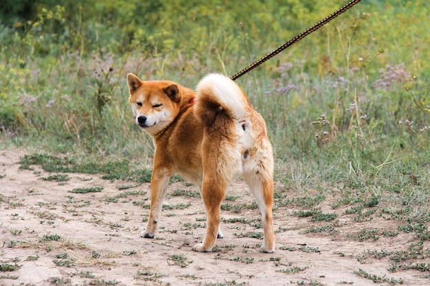 Rasowy japoński pies Shiba inu