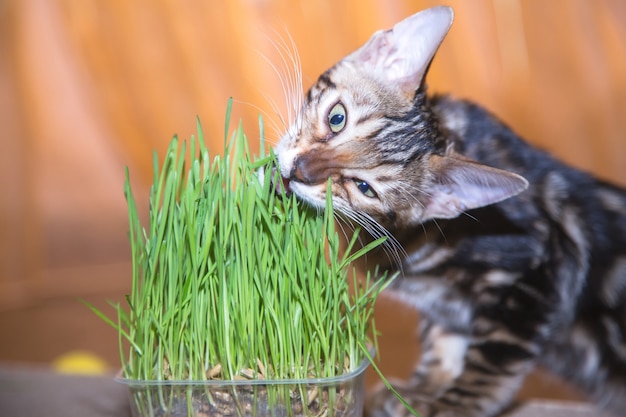 Rasowy kociak bengalski patrzy w przyszłość i zjada zieloną trawę w domu w celu odżywiania i wysokiej zawartości witamin