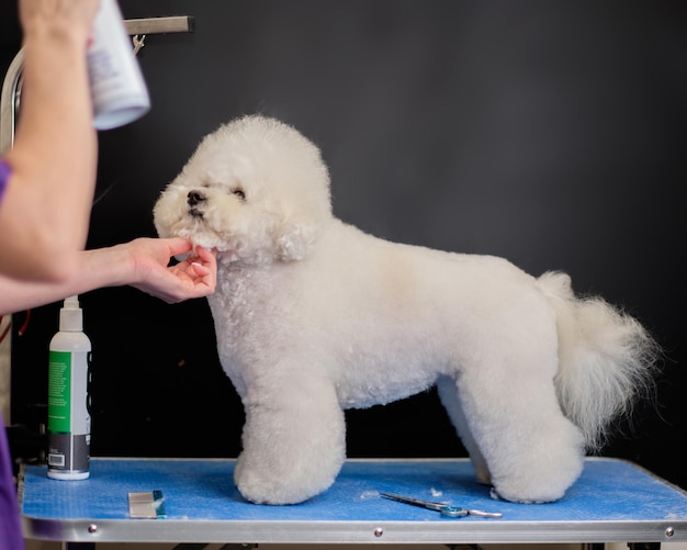 Rasowy pies Bichon Frise stoi na stole podczas procedury pielęgnacyjnej