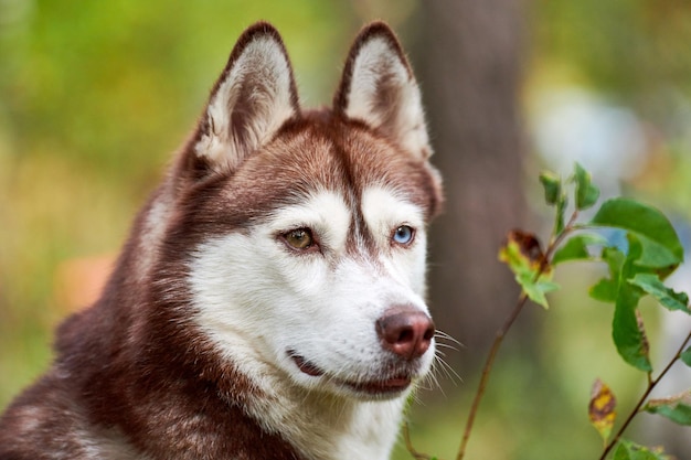 Rasowy pies husky syberyjski w przyrodzie, niewyraźne zielone tło naturalne. Przyjazny portret husky syberyjskiego z brązowo-białym futrem, brązowymi i niebieskimi oczami. Piękny dziki pies zaprzęgowy z Alaski