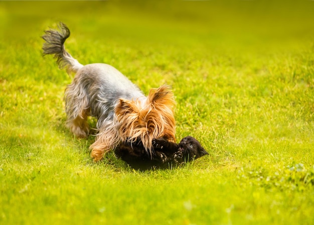 Rasowy pies i czarny kotek na zielonym trawniku