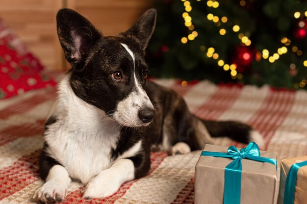 Rasowy pies i prezent na Boże Narodzenie Welsh Corgi Pembroke Święta Bożego Narodzenia i wydarzenia