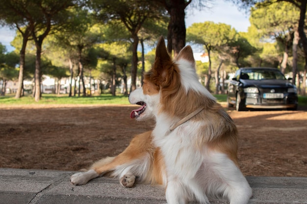 Rasowy pies rasy Border Collie leżący na ławce w parku