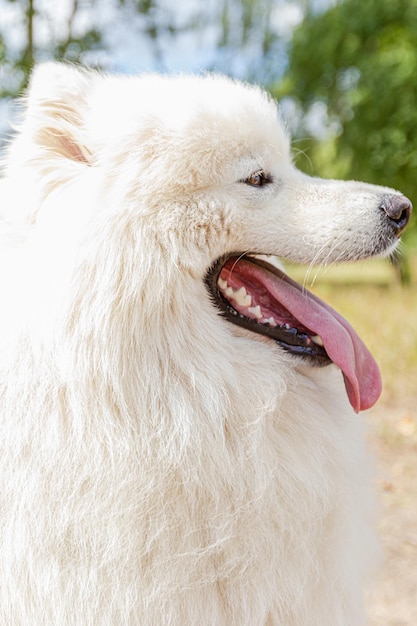 Rasowy pies Samoyed Portrait Pets