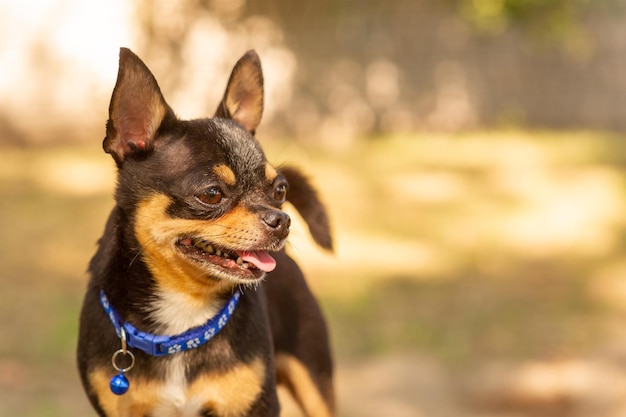 Rasowy pies tricolor chihuahua w naturze w niebieskim kołnierzu. Zwierzę, zwierzę domowe.