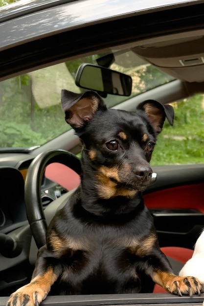 Rasowy pies w samochodzie Terier Zwierzęta domowe Motywy zwierzęce