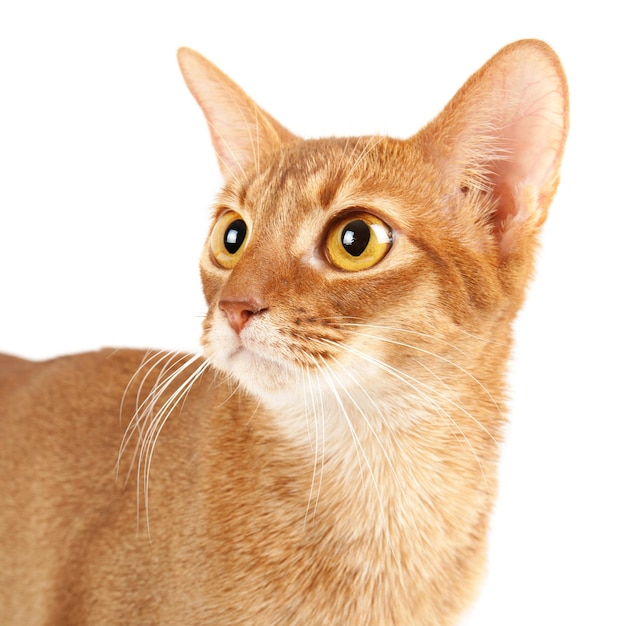 Rasowy portret młodego kota abisyńskiego na białym tle