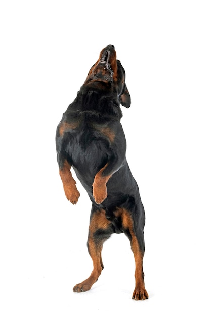 Rasowy rottweiler na białym tle
