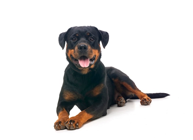 Rasowy rottweiler na białym tle