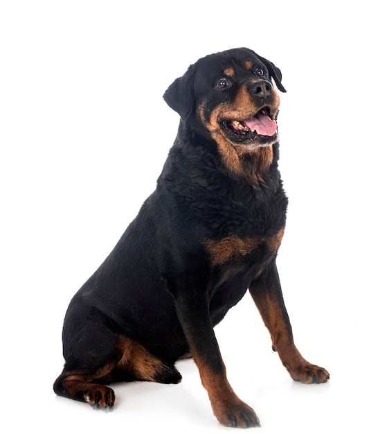 Rasowy rottweiler przed białą ścianą