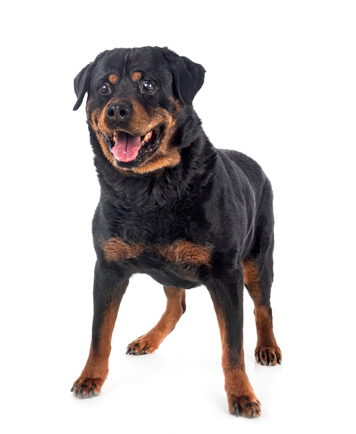 Rasowy rottweiler przed białą ścianą