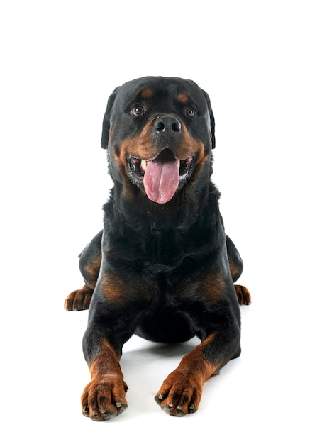 rasowy rottweiler przed białym tłem