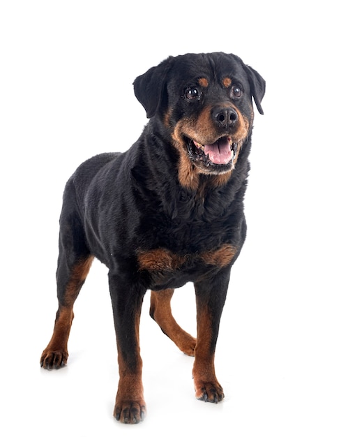 Rasowy rottweiler