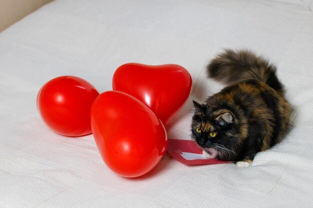 Rasowy trójkolorowy kot i balony w kształcie serca na łóżku