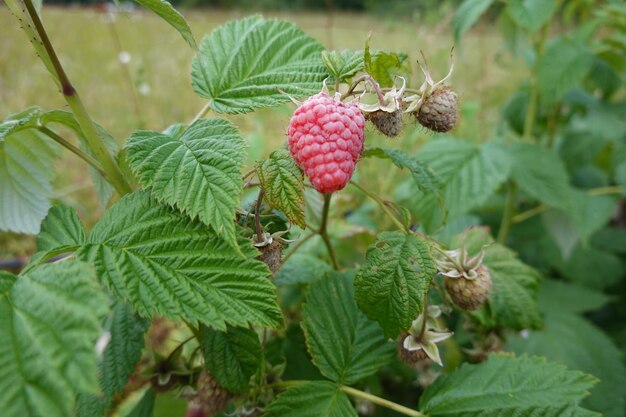 Zdjęcie raspberry rosnące w ogrodzie na podwórku roślina malinowa z czerwonymi i żółtymi owocami