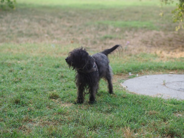 rasy mieszanej pudel sznaucer czarny pies cieszyć się przyrodą w parku rano