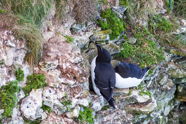 Razorbill Alca Torda