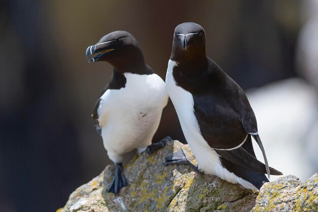 Razorbill latający Alca torda Saltee Island Irlandia