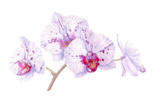 Realistyczna akwarela kwitnącego kwiatu orchidei phalaenopsis