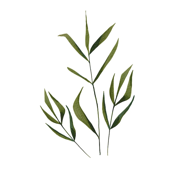 Realistyczna trawa na białym tle Akwarela ilustracja roślin łąkowych Botaniczny letni zioło