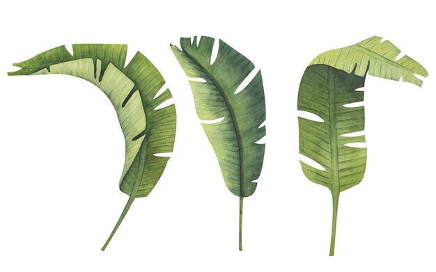 Zdjęcie realistyczne tropikalne rośliny botaniczne liści zestaw tropikalnych zielonych liści bananów ręcznie malowana akwarela ilustracja