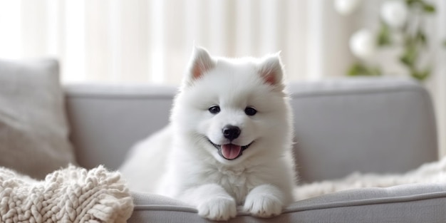 Realistyczne zdjęcie Urocze dziecko Samoyed siedzi na kanapie w skandynawskim salonie boho