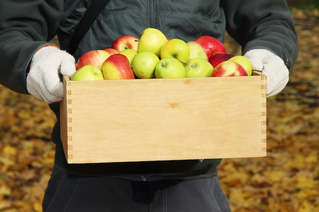Ręce człowieka ze skrzynią świeżych dojrzałych jabłek w ogrodzie