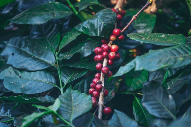 Ręce człowieka żniwa ziarna kawy dojrzałe Czerwone jagody roślina świeże nasiona drzewa kawy wzrost w zielonym gospodarstwie ekologicznym Zbliżenie ręce żniwa czerwone dojrzałe nasiona kawy robusta arabica jagody do zbioru kawa farma
