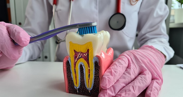 Zdjęcie ręce dentysty z ludzkim zębem i szczoteczką do zębów