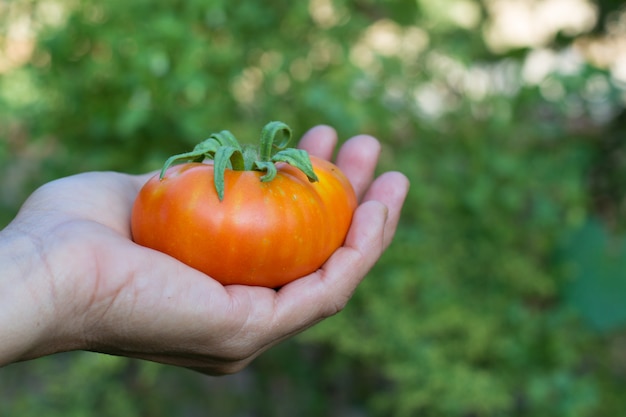Ręce do zbioru dojrzałych pomidorów z ekologicznego ogrodu