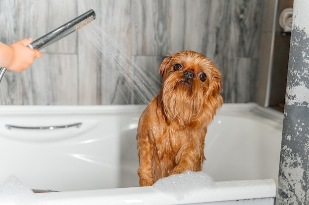Ręce dziewczyny myjącej brukselskiego psa gryfa pod prysznicem w łazience