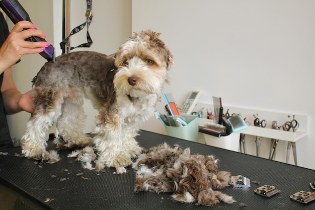 Ręce kobiety groomer sprawia, że fryzura rasy z trymerem yorkshire terrier w salonie fryzjerskim. Nas