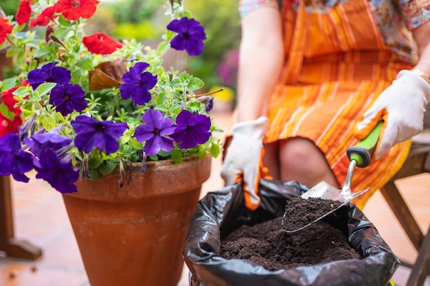 Ręce kobiety wkładają ziemię kompostową do doniczki z kwiatami w ogrodzie jej domu