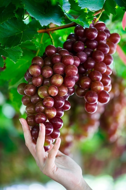 Ręce kobiety wycinają czerwone winogrona z winorośli podczas zbioru wina