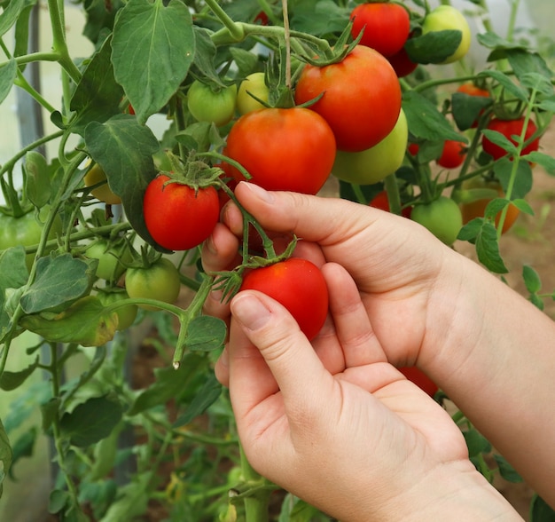 Ręce Kobiety Zbierają świeże Organiczne Pomidory W Swoim Ogrodzie W Słoneczny Dzień Rolnik Zbierający Pomidory