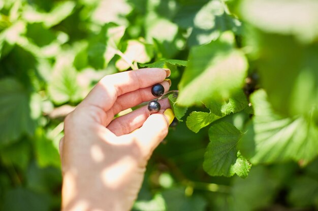 Ręce kobiety zbierającej jagody Świeżo zebrane organiczne czarne porzeczki w misce w przydomowym ogrodzie krzew zbiór berryxA