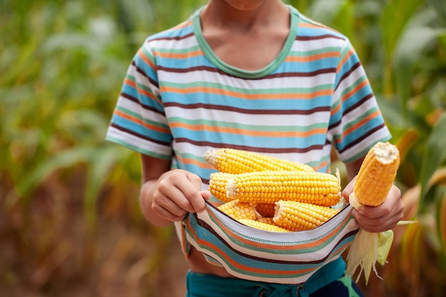 Ręce Little Farmers ze świeżą kukurydzą. Żniwa kukurydzy