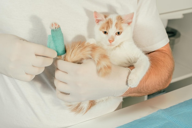 Ręce męskiego lekarza weterynarii w rękawiczkach trzymają w ramionach białego i rudego kociaka i bandażują zranioną łapę zielonym bandażem samoprzylepnym