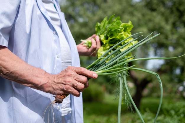 Zdjęcie ręce mężczyzny trzymające żywą zieloną sałatkę i dill w ogrodzie obraz emanuje witalnością i wzrostem, idealny dla tematów dotyczących produktów ekologicznych i zdrowego odżywiania, zrównoważonego ogrodnictwa