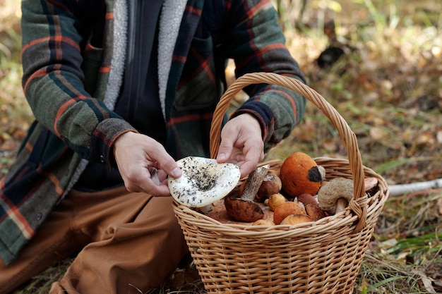 Zdjęcie ręce młodego mężczyzny wkładają świeże grzyby do koszyka