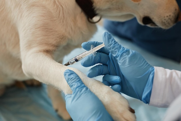 Ręce młodego współczesnego lekarza weterynarii w rękawiczkach chirurgicznych wykonujących zastrzyk w łapę chorego psa leżącego na stole medycznym