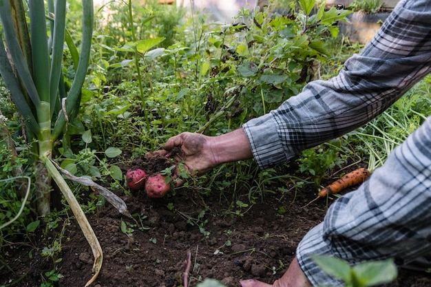 Ręce nierozpoznawalnego rolnika zbierającego warzywa ziemniaczane i marchewkę z miejskiego ogrodu.