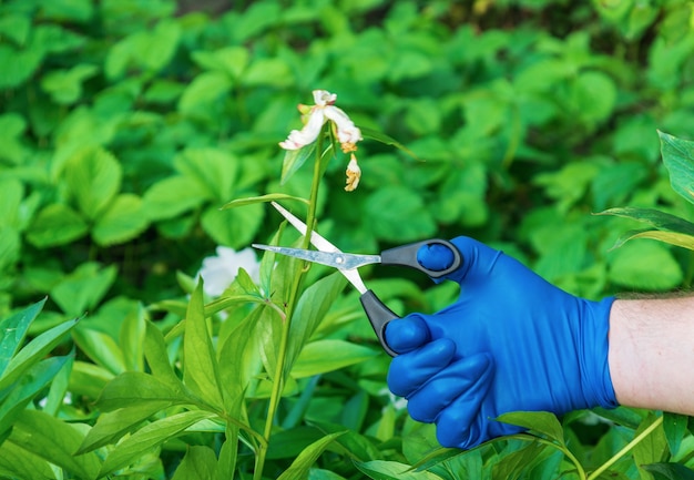 Ręce ogrodnika w niebieskich rękawiczkach przecinają zasuszone pąki kwiatowe nożyczkami