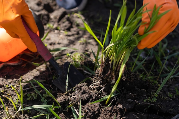 Zdjęcie ręce ogrodników sadzą i zbierają warzywa z ogrodu przydomowego. ogrodnik w rękawiczkach przygotowuje glebę pod sadzonki.