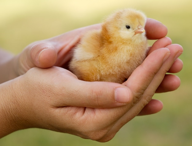 Ręce Osoby Opiekującej Się Małym Kurczakiem