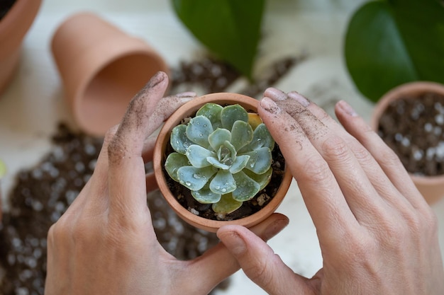 Ręce przesadzające soczystą roślinę echeveria