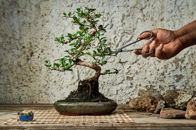 Ręce przycinające drzewko bonsai na stole roboczym. Koncepcja ogrodnictwa.