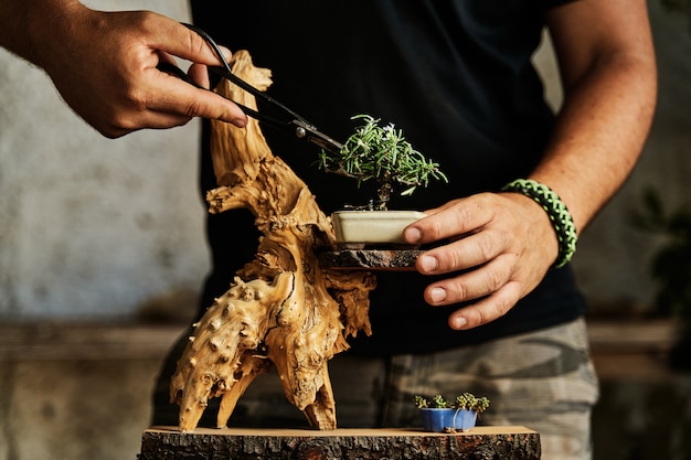 Ręce przycinające drzewko bonsai na stole roboczym. Koncepcja ogrodnictwa.