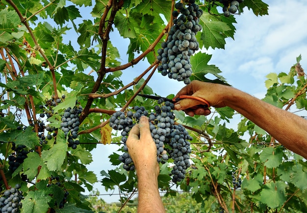 Ręce rolnika lub pracownika zbierającego plon czarnych winogron z winorośli w winnicy, odcinanie kiści za pomocą nożyc podczas produkcji wina